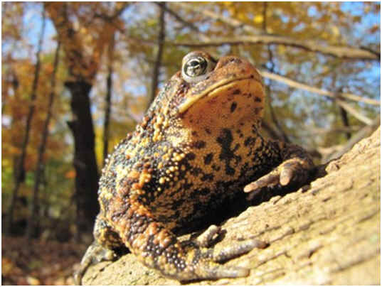 Are Toads Reptiles