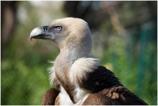 Are Vultures and Buzzards the Same?