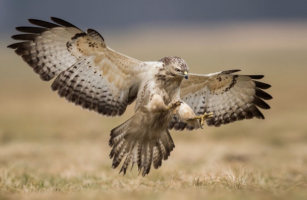 Are Vultures and Buzzards the Same -  Buzzard