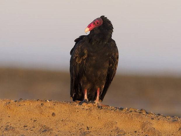 Are Vultures and Buzzards the Same - New World