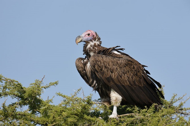 Are Vultures and Buzzards the Same - Old World