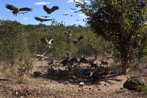 Are Vultures Carnivores?