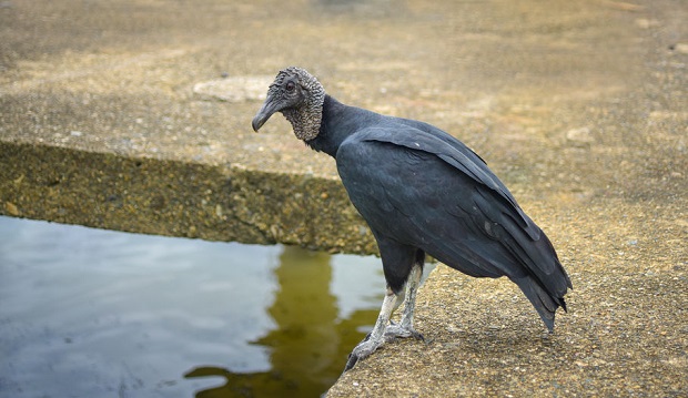 Are Vultures Carnivores - Black Vulture