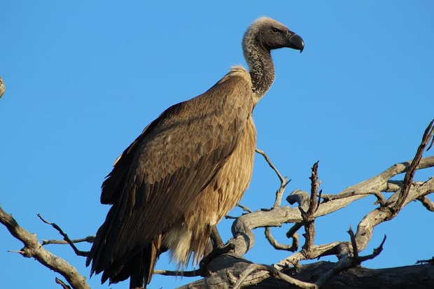 Are Vultures Endangered - Cape Griffon Vulture