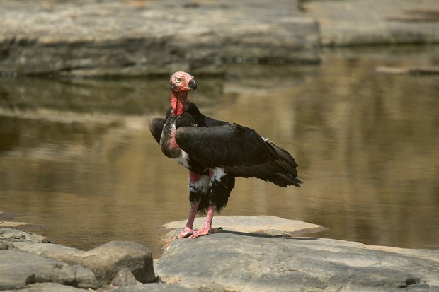 Are Vultures Endangered - Red-headed Vulture