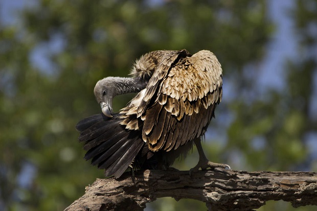 Are Vultures Endangered?