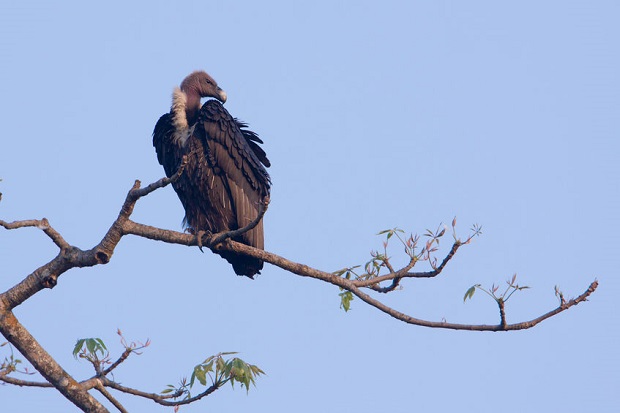 Are Vultures Endangered - White-rumped Vulture