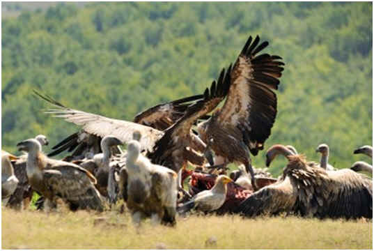 Are Vultures Scavengers?