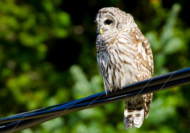 Barred Owl Facts - Behavior