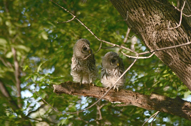 Barred Owl Facts - Conservation Status