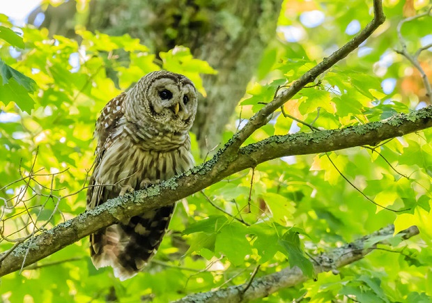 Barred Owl Facts - Habitat
