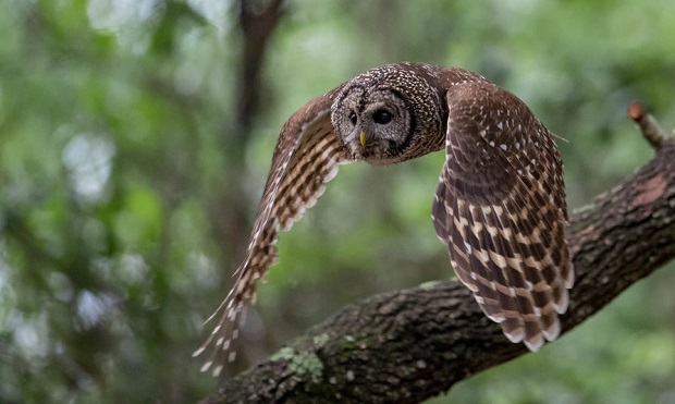 Barred Owl Facts - Hunting