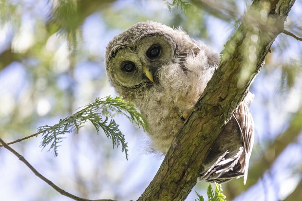 Barred Owl Facts – What They Eat, Where They Live, & More (Plus Photos)