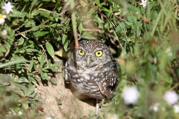 Burrowing Owl Facts – What They Eat, Where They Live, & More (Plus Photos)