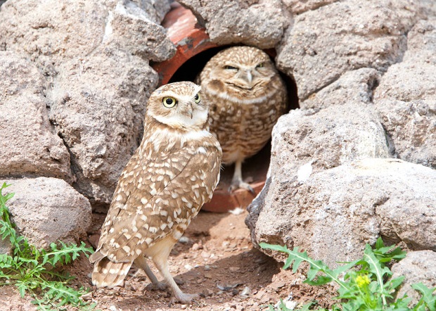 Burrowing Owl Facts - Behavior