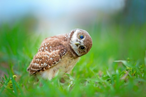 Burrowing Owl Facts - conservation