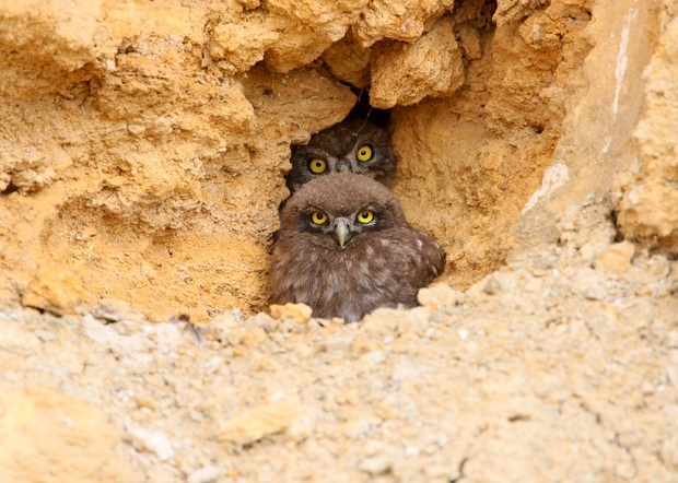Burrowing Owl Facts - Habitat