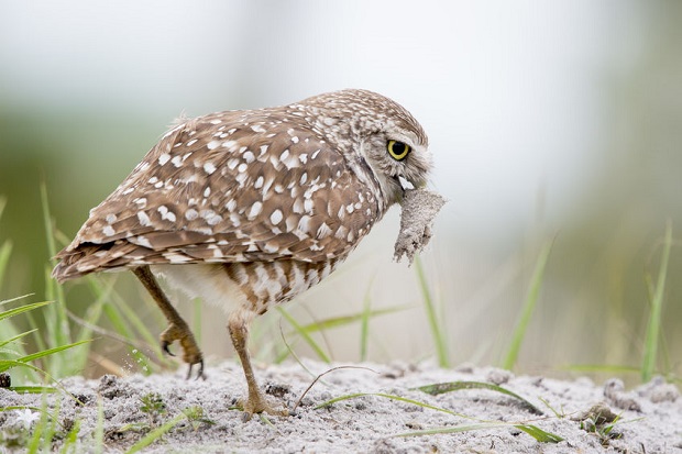 Burrowing Owl Facts - Hunting