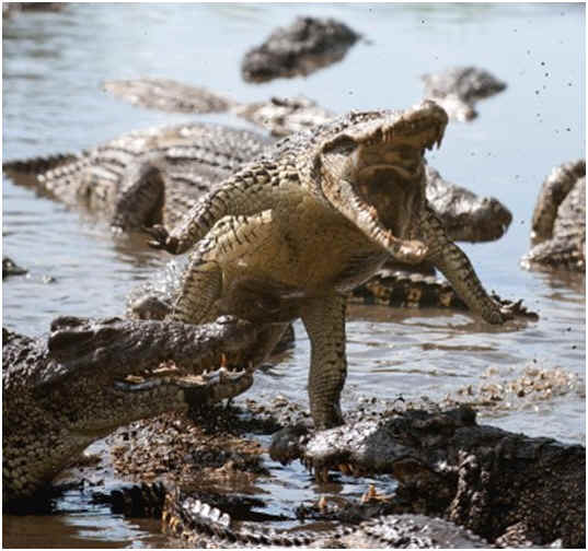 Can Alligators Jump? They Sure Can!