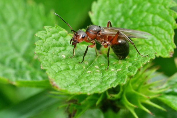 Can Ants Fly