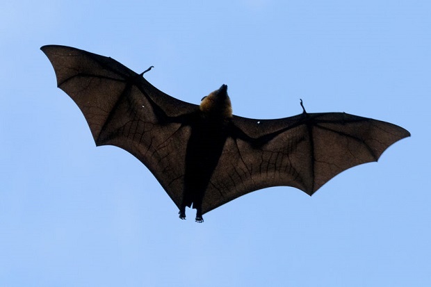 Can Bats Fly? Even Drunk Bats Can Fly!