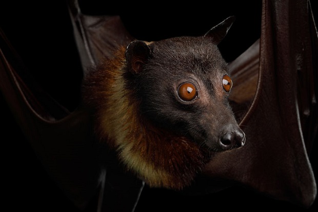 Can Bats See in the Dark?