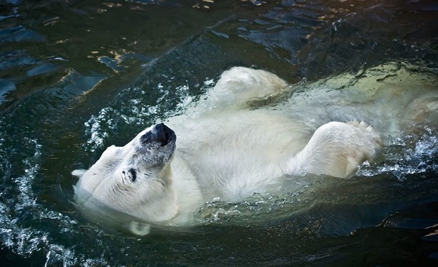 Can Bears Swim? They Sure Can! Check Out Bears’ Swimming Habits (photos)