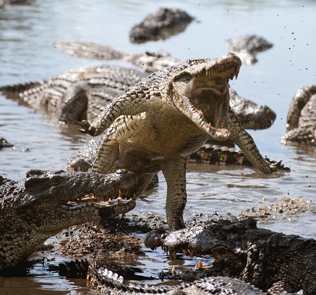 Can Crocodiles Jump?