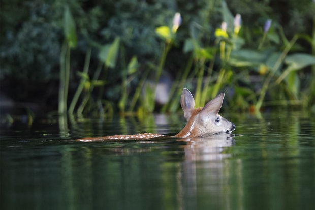 Can Deer Swim?