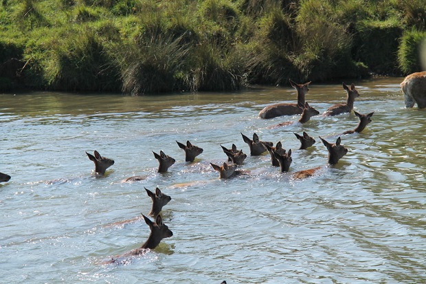 Can Deer Swim - Why