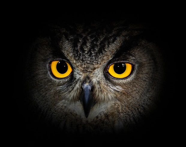pöllöt näkevät pimeässä-pöllön silmät