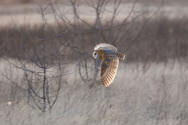 Can Owls Fly - Flight Adaptations