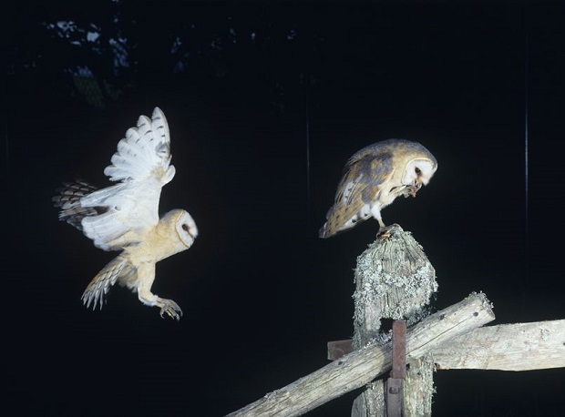 Can Owls Fly - Mating Rituals