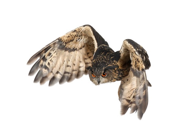 Can Owls Fly - Wing Shape