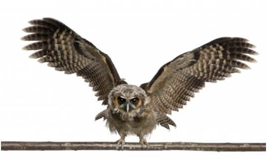 Can Owls Fly?