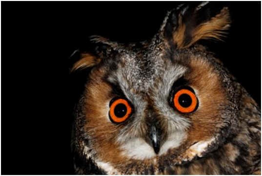 Can Owls See in the Dark?
