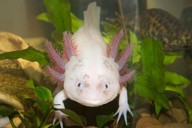 Can Salamanders Live Under Water - Axolotl