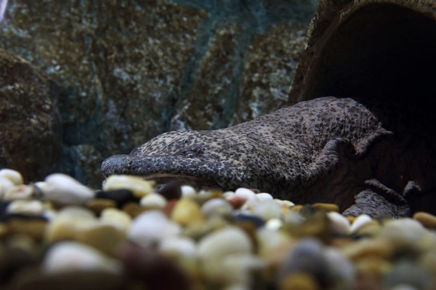 Can Salamanders Live Under Water - Chinese Giant Salamander