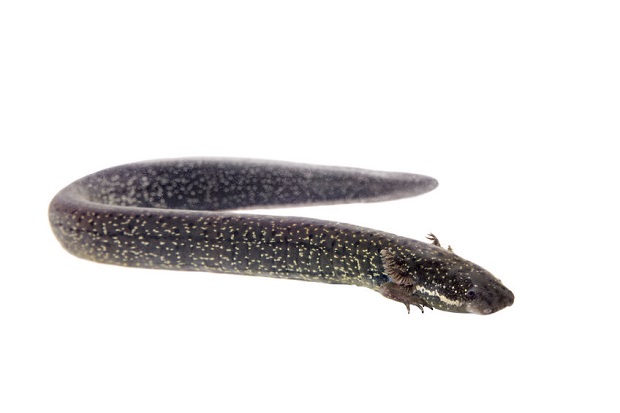 Can Salamanders Live Under Water - Lesser Siren