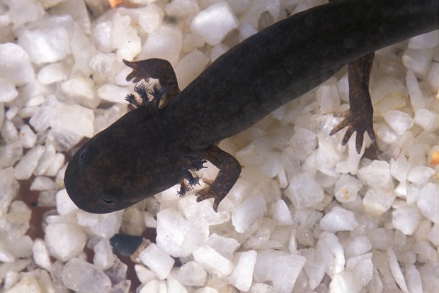 Can Salamanders Live Under Water - Mudpuppy