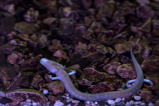 Can Salamanders Live Under Water - Olm