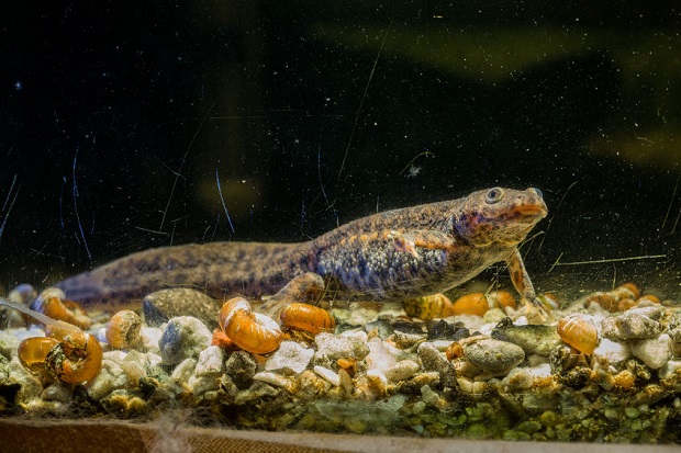 Can Salamanders Live Under Water - Spanish ribbed Newt