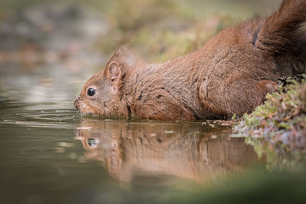 Can Squirrels Swim?