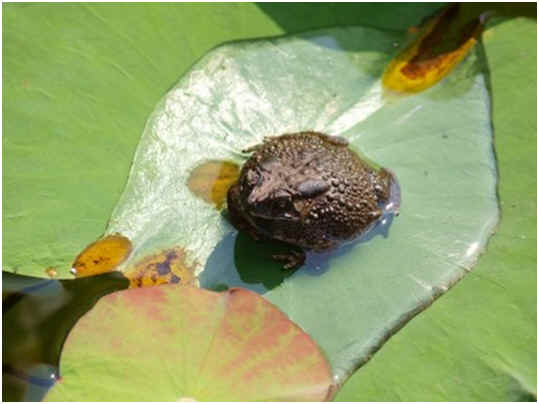 Can toads live in water