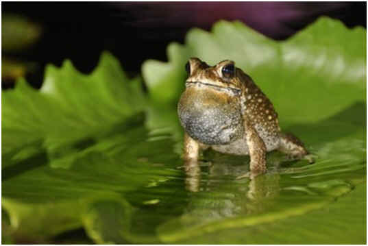 Can Toads Swim?
