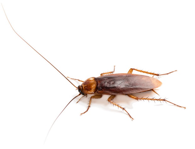 American Cockroach