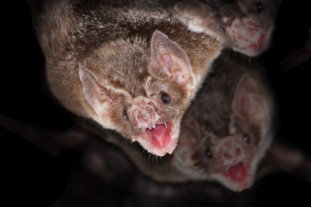 Do All Bats Have Rabies? Myth!