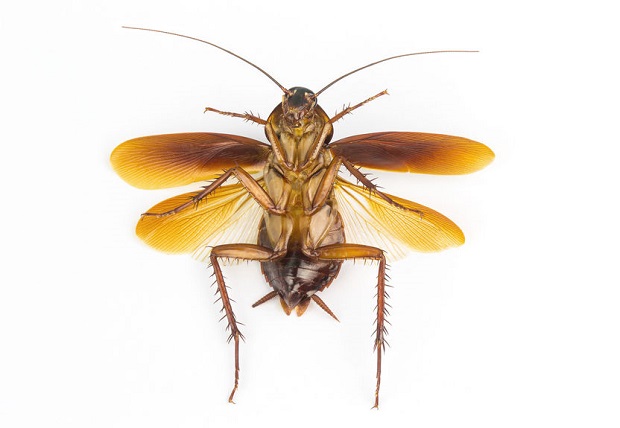 Do Cockroaches Fly