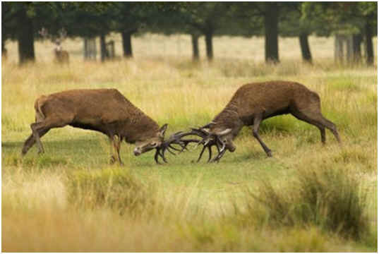 Do Deer Attack Humans?