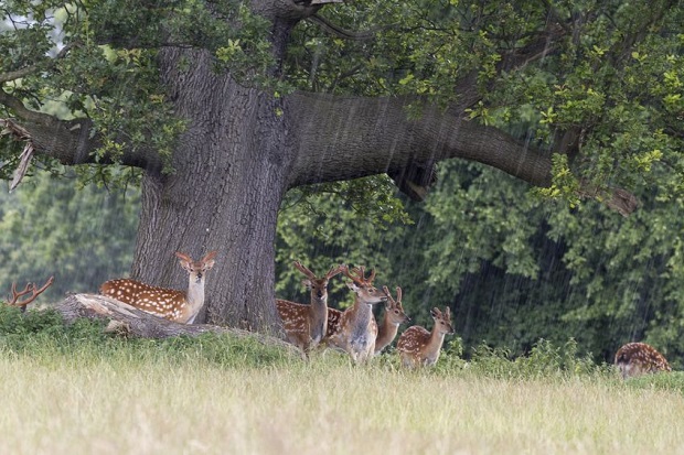 Do Deer Move in the Rain?